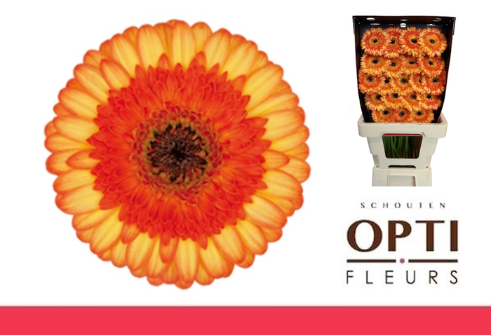 <h4>GE MI COLORI-Diamond*40</h4>