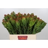 Leucadendron Laurel Yellow