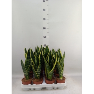 Sansevieria trifa. 'Futura Superba'