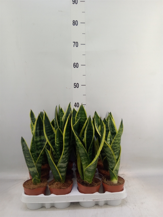 <h4>Sansevieria trifa. 'Futura Superba'</h4>