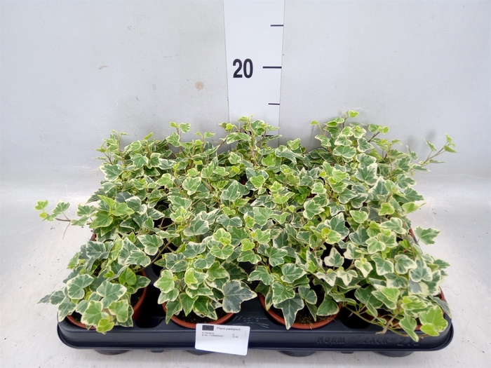 <h4>Hedera   ...variegated</h4>