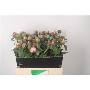 Paeo L Sarah Bernhard Pink