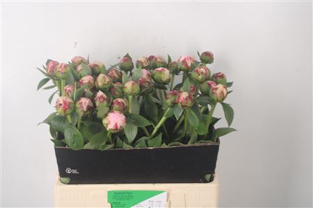 <h4>Paeo L Sarah Bernhard Pink</h4>