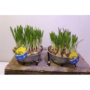 Arr Narcissus In Zinken Schaal