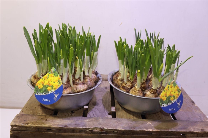 <h4>Arr Narcissus In Zinken Schaal</h4>