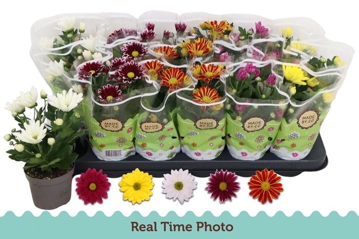 <h4>CHRYS GEM 5 KL</h4>