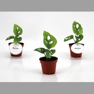 MONSTERA ADANSONII