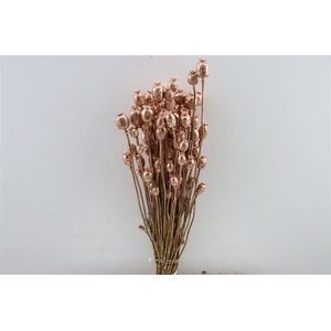 Dried Papaver Copper Bunch