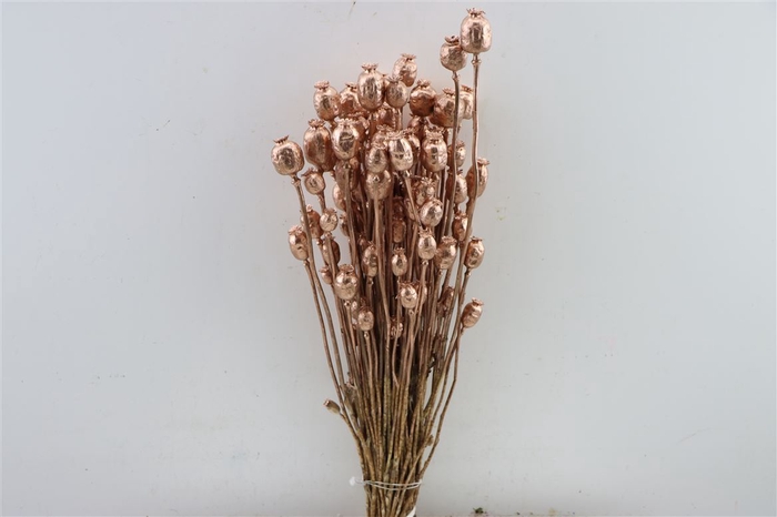 Dried Papaver Copper Bunch