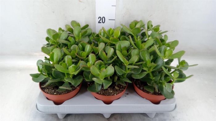 <h4>Crassula ovata</h4>