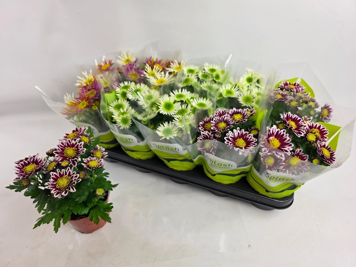 <h4>CHRYS SPLASH GEM</h4>