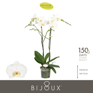 Bijoux Pearl 2 spike
