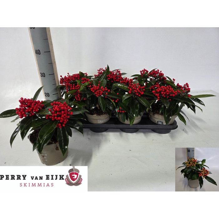 <h4>SKIM J REEVESIANA</h4>