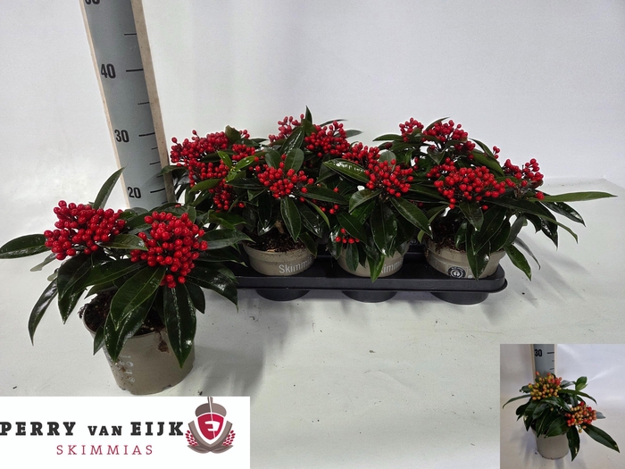 <h4>SKIM J REEVESIANA</h4>