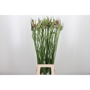 Allium Wit