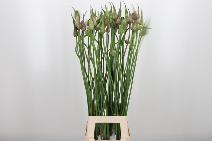 <h4>Allium Wit</h4>