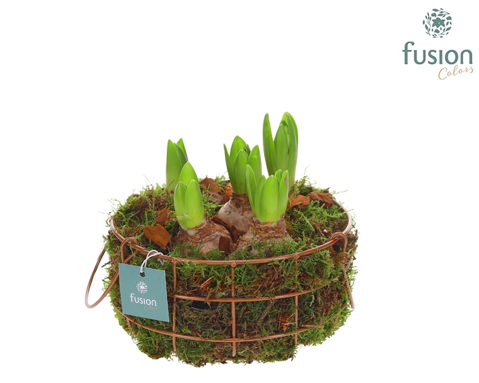 <h4>Mand metaal rond Medium met Hyacinthus</h4>