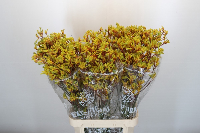 <h4>Kangaroo Paw Gold Fever Indoor</h4>