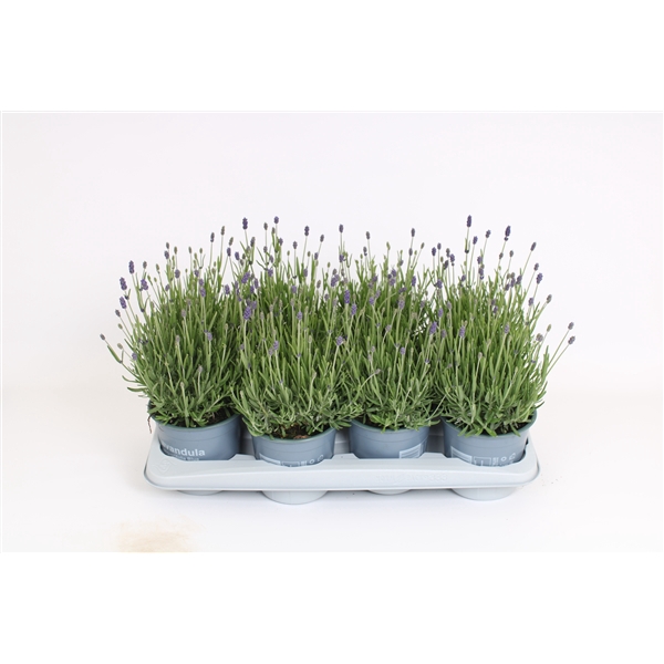 <h4>Lavandula angustifolia 'Hidcote'</h4>