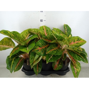 Aglaonema  'Spring Red'