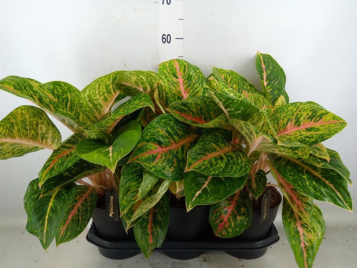 <h4>Aglaonema  'Spring Red'</h4>