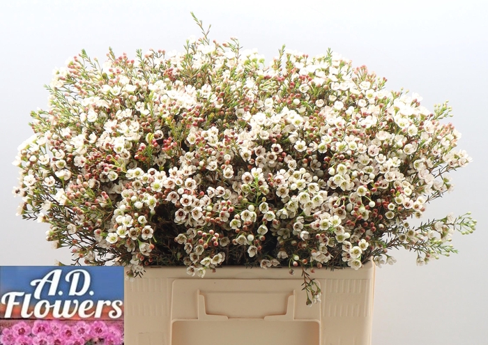 <h4>CHAME MI LIRON</h4>