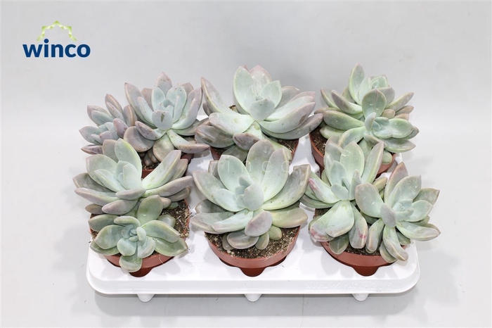 <h4>Graptoveria Opalina</h4>