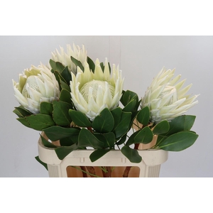 Protea Cyn. Ayoba Arctic Ice
