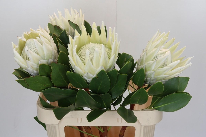 <h4>Protea Cyn. Ayoba Arctic Ice</h4>