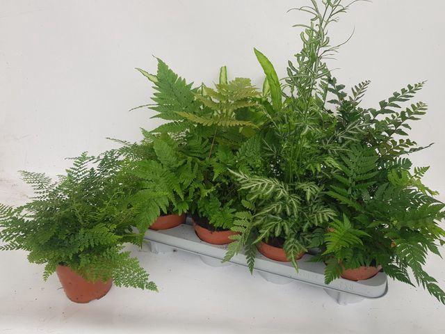 <h4>Ferns   ...mix</h4>