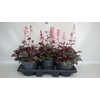 Heuchera  'Paris'