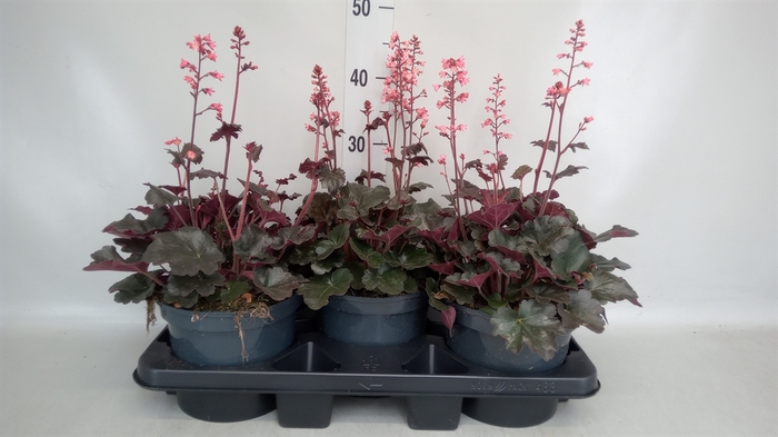Heuchera  'Paris'