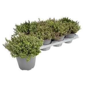 Thymus citriodorus Lady D