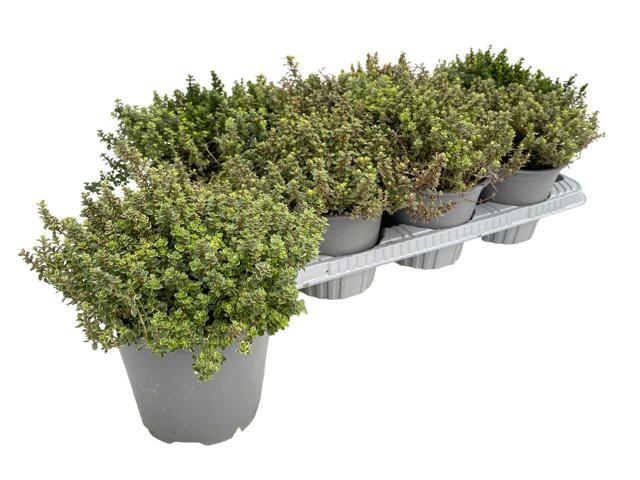 <h4>Thymus citriodorus Lady D</h4>