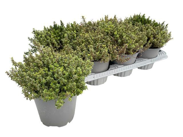 <h4>Thymus citriodorus Lady D</h4>