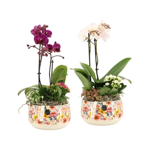 21829: Lovess arrangement