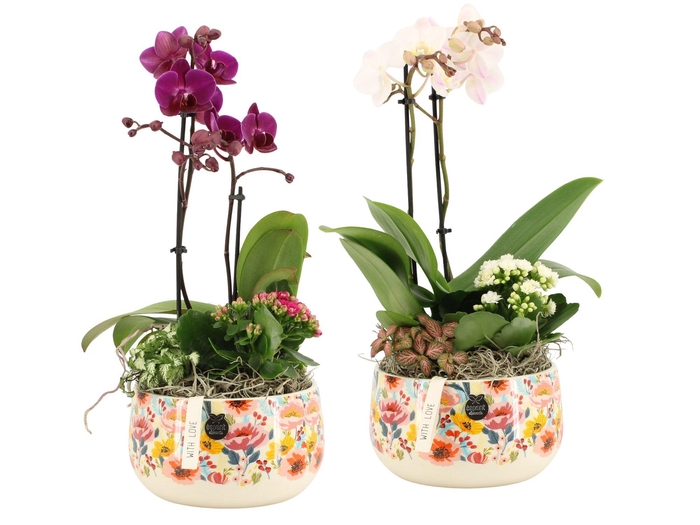 <h4>21829: Lovess arrangement</h4>