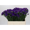 Limonium sinuatum Navy Sun Birds
