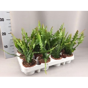 Epiphyllum Anguliger