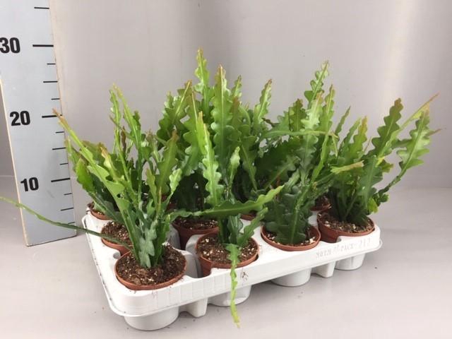 <h4>Epiphyllum anguliger</h4>