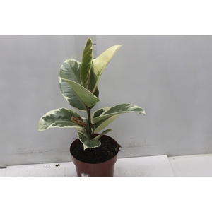 FICUS ELASTICA TINEKE P17