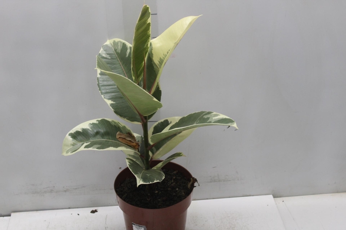 <h4>FICUS ELASTICA TINEKE P17</h4>