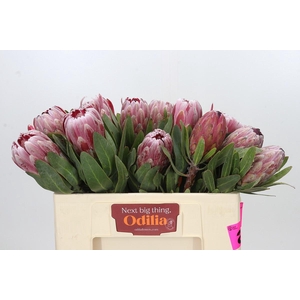 Protea Mix