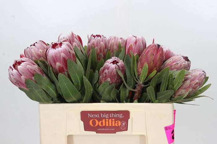 <h4>Protea Mix</h4>