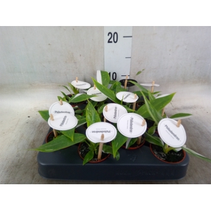 Philodendron   ...