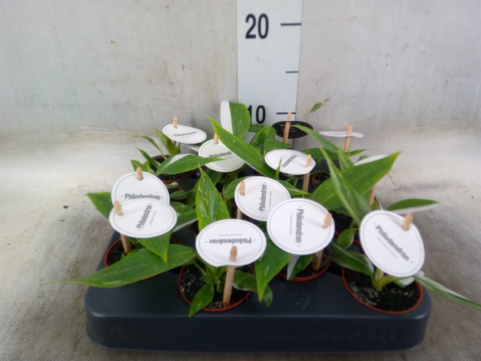 <h4>Philodendron   ...</h4>