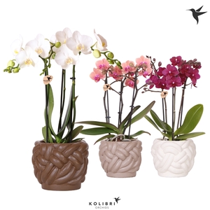 Kolibri Orchids Phalaenopsis mix 3 spike in Rope pot mix