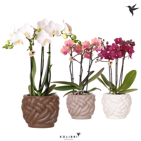 <h4>Kolibri Orchids Phalaenopsis mix 3 spike in Rope pot mix</h4>