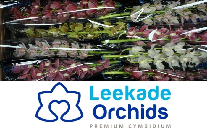 <h4>CYMB MI GEM</h4>