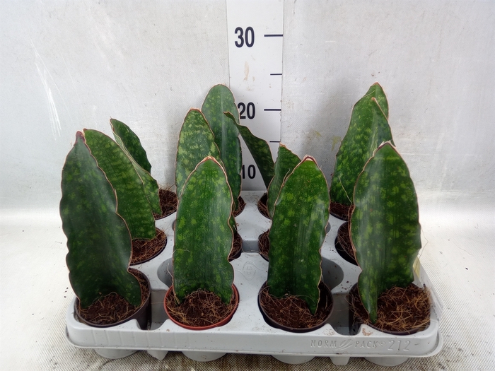 <h4>Sansevieria   ...</h4>